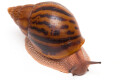 Achatina achatina achatina Ghana typ 2a semiadult, 8cm